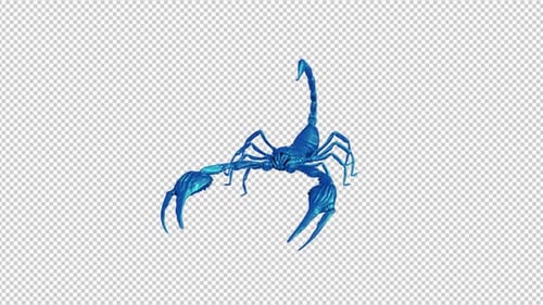Caribbean Blue Scorpion - Fight Loop - II - Side Angle View CU - Alpha Channel
