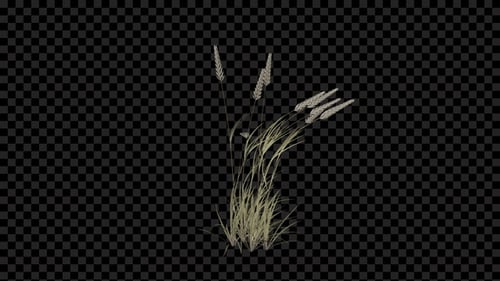 Alpha qui pousse de l'herbe Poaceae