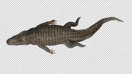 Alligator Swim Top View Loop