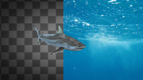 Animated Shark Swimming Realistic 3D Model