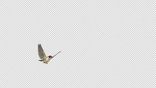 Woodpecker Bird - Eurasian Green - Flying Transition - I