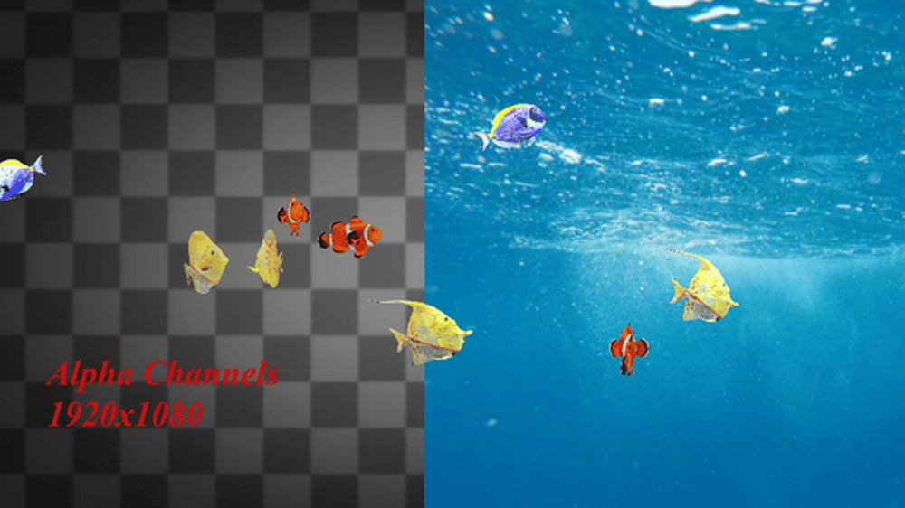Sea Small Fish Swimming Alpha Channels 2, Backgrounds Motion Graphics ...