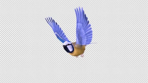 Blue Titmouse - Flying Bird - Side Angle View - Transparent Loop