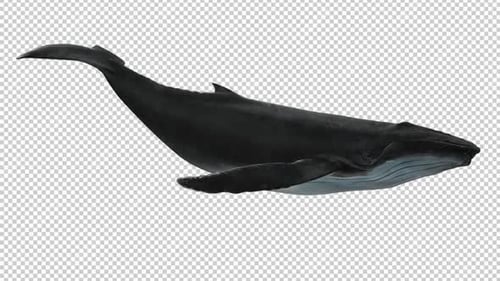 Whale Swim Right View Loop