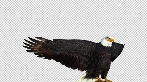 Eagle Landing Right View
