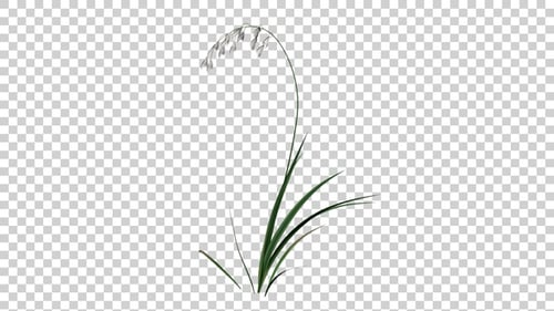 Leaning Meadow Gras