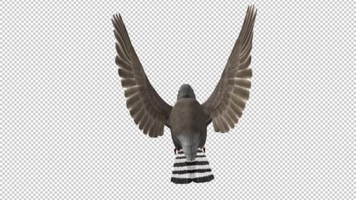 Zebra Finch Bird - Flying Loop - Back View CU