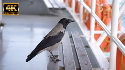Hooded Crow Perched on Bench by the Ocean