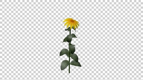 Animated Bouncing Sunflower with Alpha Channel