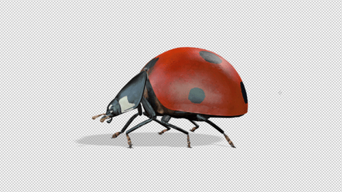 Realistic Animated Ladybug Crawling on Alpha Channel