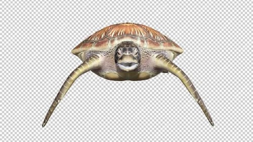 Turtle Swim Front View Loop