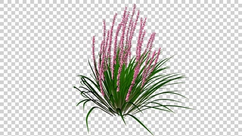 Swaying Realistic Plant with Pink Flowers