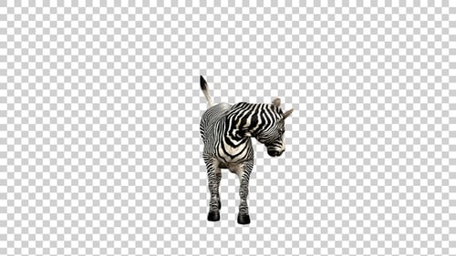 Zebra Attack Front View