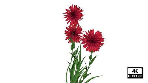 Swaying Red Flowers Animation Transparent Loop
