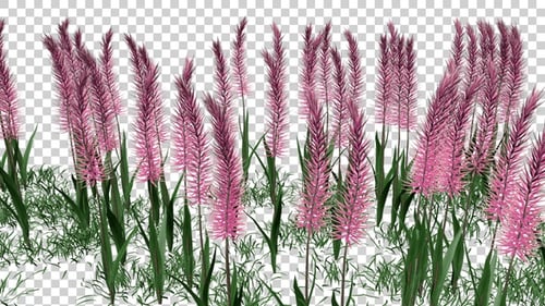 Muhlenbergia Flowers Field