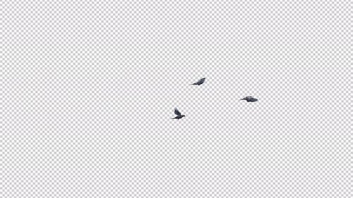 3 Common Pigeons - Flock of Three Birds - Flying Transition - Side LS View - Alpha Channel - 4K
