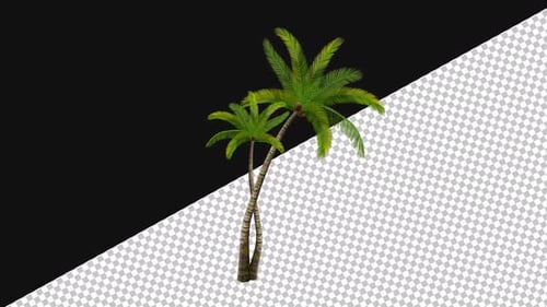 Coconut Tree | Alpha channel
