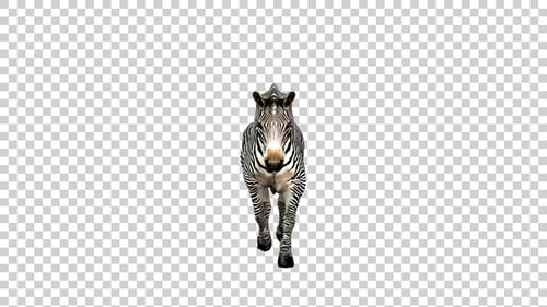 Zebra Trot Front View