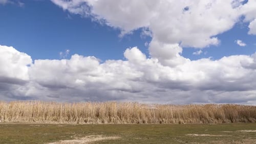 Reeds And Cloudy Blue Sky
