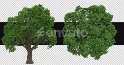 Pack Of 2 Lauri Oak Trees Moving In The Wind On Alpha