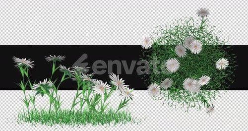 Pack Of 2 White Aster Flowers Moving In The Wind On Alpha Loop