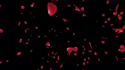 Red Rose Explosion with alpha channel. This work is explosion of petals red rose with alpha channel