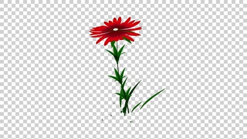Aster Flower