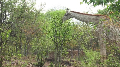 Porträt Die afrikanische Giraffe frisst grüne Blätter von Ästen. Wunderschöne exotische Fauna Afrikas.