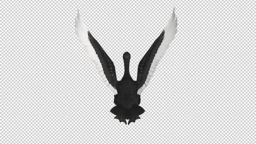 Black Swan - Wild Waterfowl Bird - Flying Loop - Aerial Back Close Up - Alpha Channel - 4K