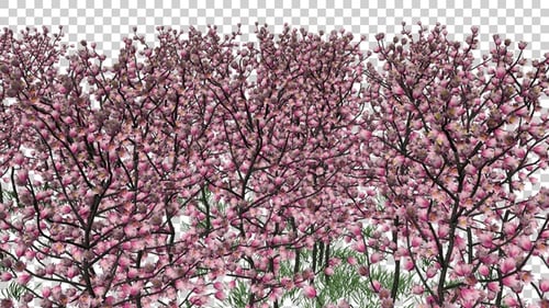 Sakura-Blumenfeld
