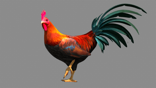Realistic Animated Rooster Pecking with Transparent Background