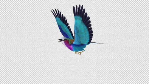 Oiseau africain - Rouleau lilas - Boucle volante - Vue en angle latéral en gros plan