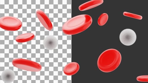 3D Animation of Red blood cells flowing through blood vessels | Alpha Channel