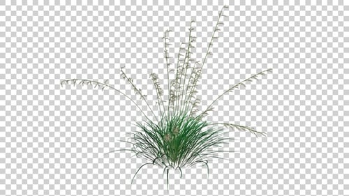 Getuftetes Haargras