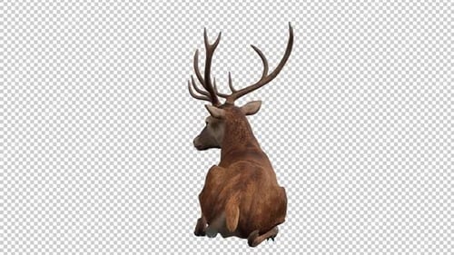 Deer Idle 4 Rückfahrschlaufe