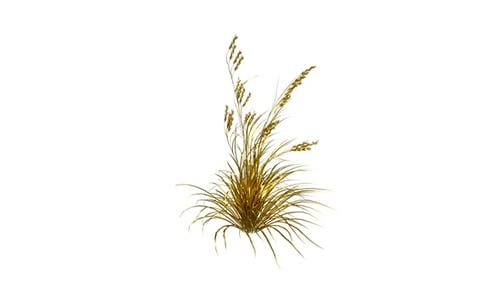 Golden Soft Brome Grass Alpha Loop