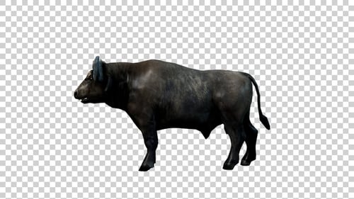 Buffalo Masticate Side View