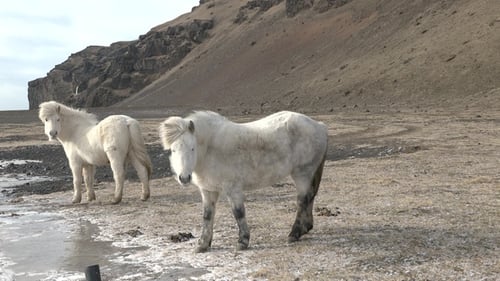 Icelandic horse standing on field in nature landscape with mountains. Endemic rural animals graze.