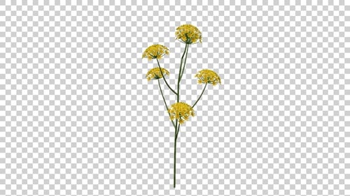 Archillea Flowers