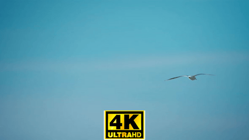 Seagull Gliding Freely in Blue Sky