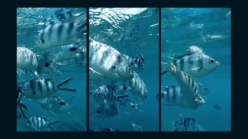 Pack of Five Videos of Striped Fish Swimming in Tropical Ocean Waters