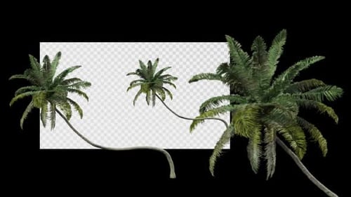 Animated Tree Cocos Nucifera E Spring Summer Alpha