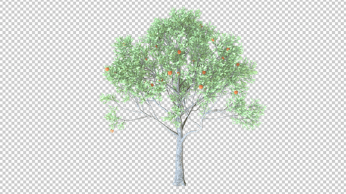 Apple fruit Tree Transparent Background
