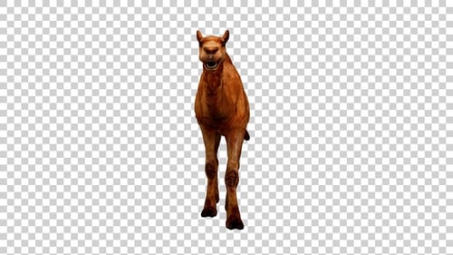 Camel Walk Front View