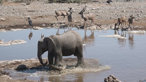 African elephants. A herd of elephants drink from a waterhole in Etosha National Park, Wild safari .