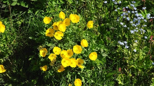 Beautiful flowers. Poppies. Field of wild poppies. Meadow with bright red and yellow flowers.