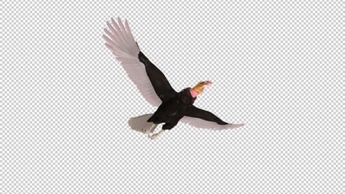 South American Yellow Headed Vulture - Raptor Bird - Flying Loop - Down Angle View CU