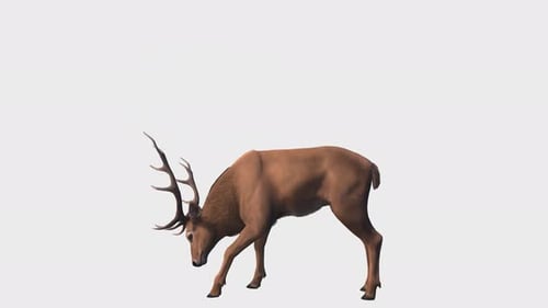 Nahtlose Loop-Animation mit Hirsch oder Hirsch. 3D-Rendering mit Alphakanal