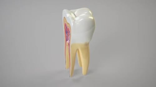 3D Animation of Human Tooth Anatomy Cross-Section