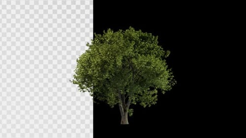 Isolated Rotating Green Tree 3D Animation